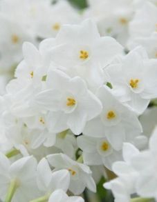 witte paperwhite narcis